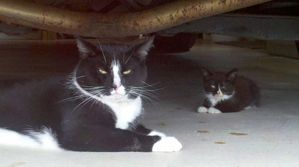 My Cat Brings Her Kittens To Me My Cat Brings Her Kittens To Me