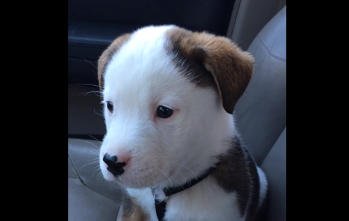 how to get rid of puppy hiccups this adorable puppy can t figure out where his hiccups are how to get rid of puppy hiccups this adorable puppy can t figure out where his hiccups are