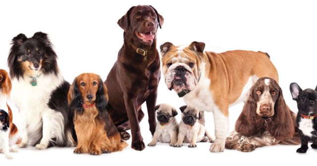 types of dogs and their personalities quiz what breed of matches your personality types of dogs and their personalities quiz what breed of matches your personality
