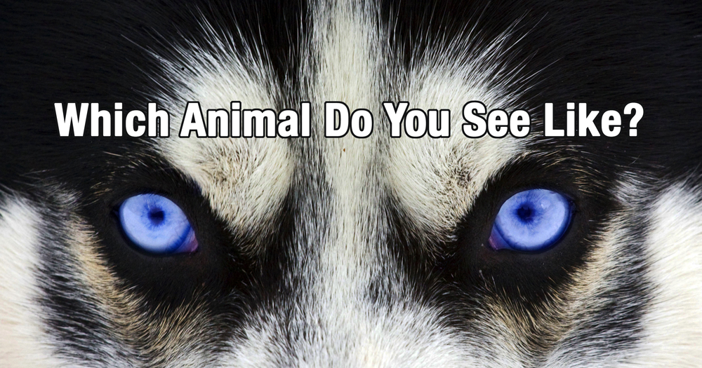 Quiz Which Animal Do You See Like? Newegy