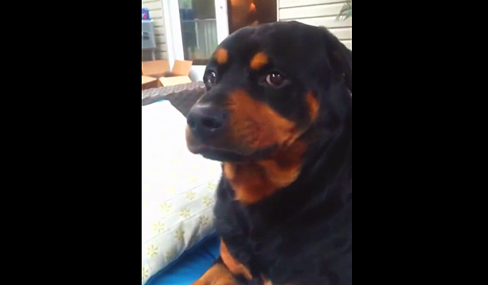 rottweiler meaning related keywords suggestions for rottweiler rottweiler meaning related keywords suggestions for rottweiler