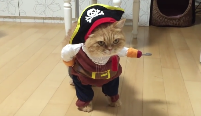Image result for funny cat halloween costumes