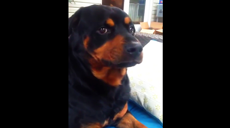 rottweiler meaning hilarious rottweiler shows his funniest rottweiler meaning hilarious rottweiler shows his funniest