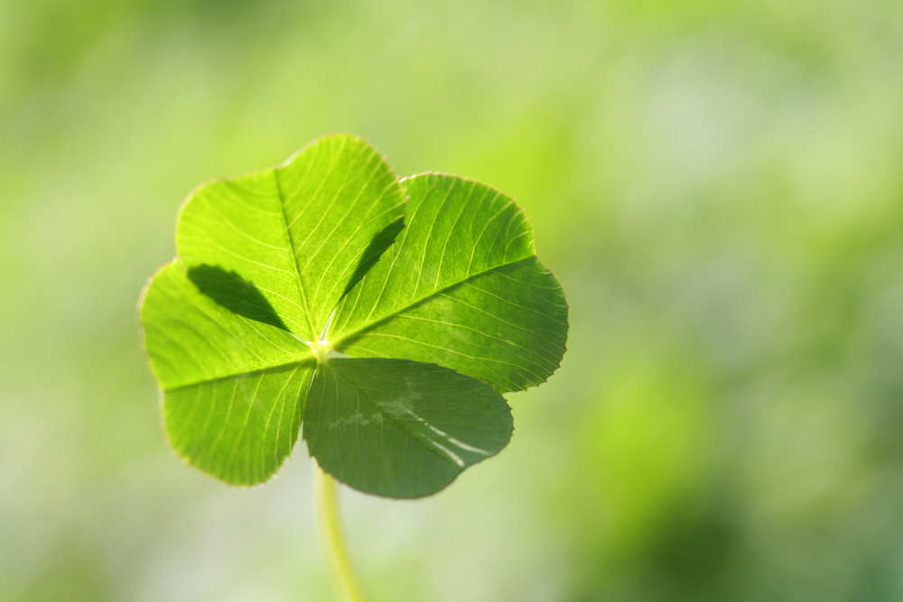 4 leaf clover 4 leaf clover