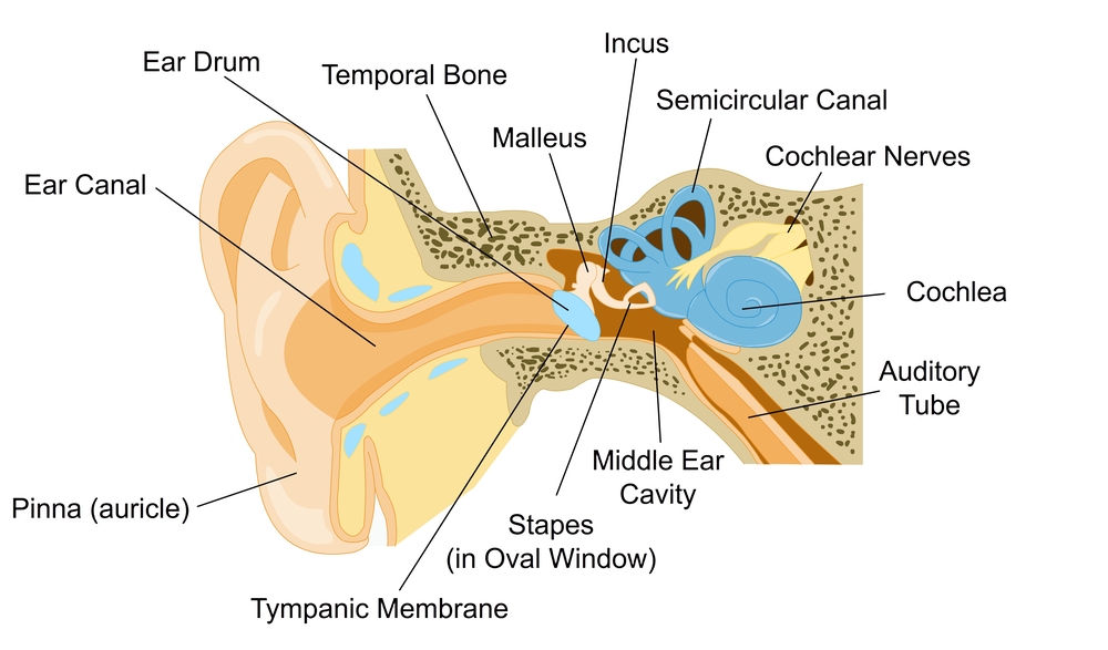How The Body Naturally Gets Rid Of Earwax How The Body Naturally Gets Rid Of Earwax