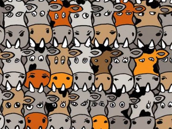where can i buy a puppy quiz can you find the amongst this herd of cows where can i buy a puppy quiz can you find the amongst this herd of cows