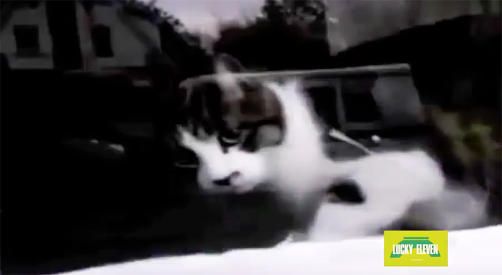Youtube Cat Fights Mailman Youtube Cat Fights Mailman
