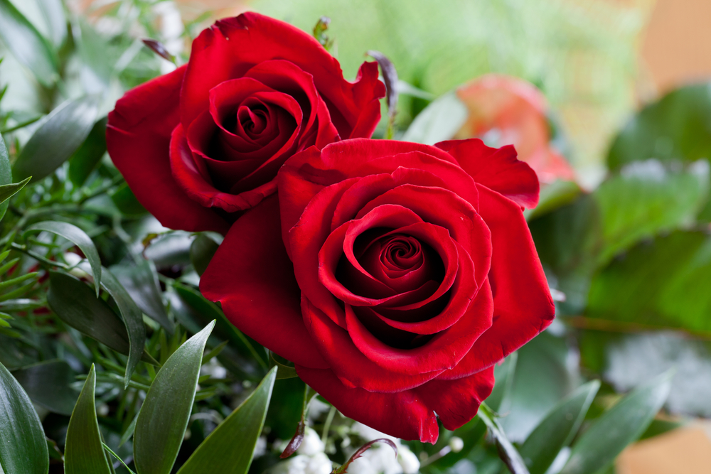 the simplest way to regrow roses using a potato the simplest way to regrow roses using a potato