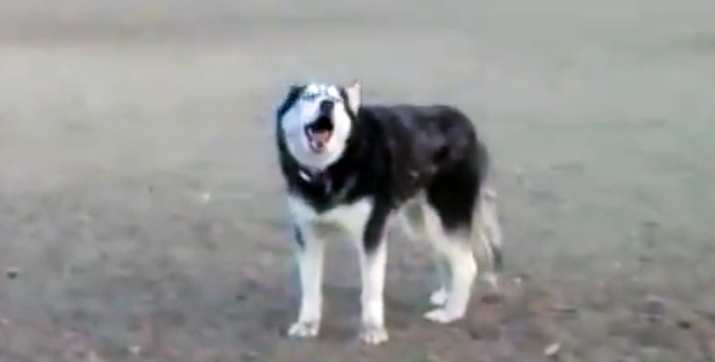 vertigo in dogs