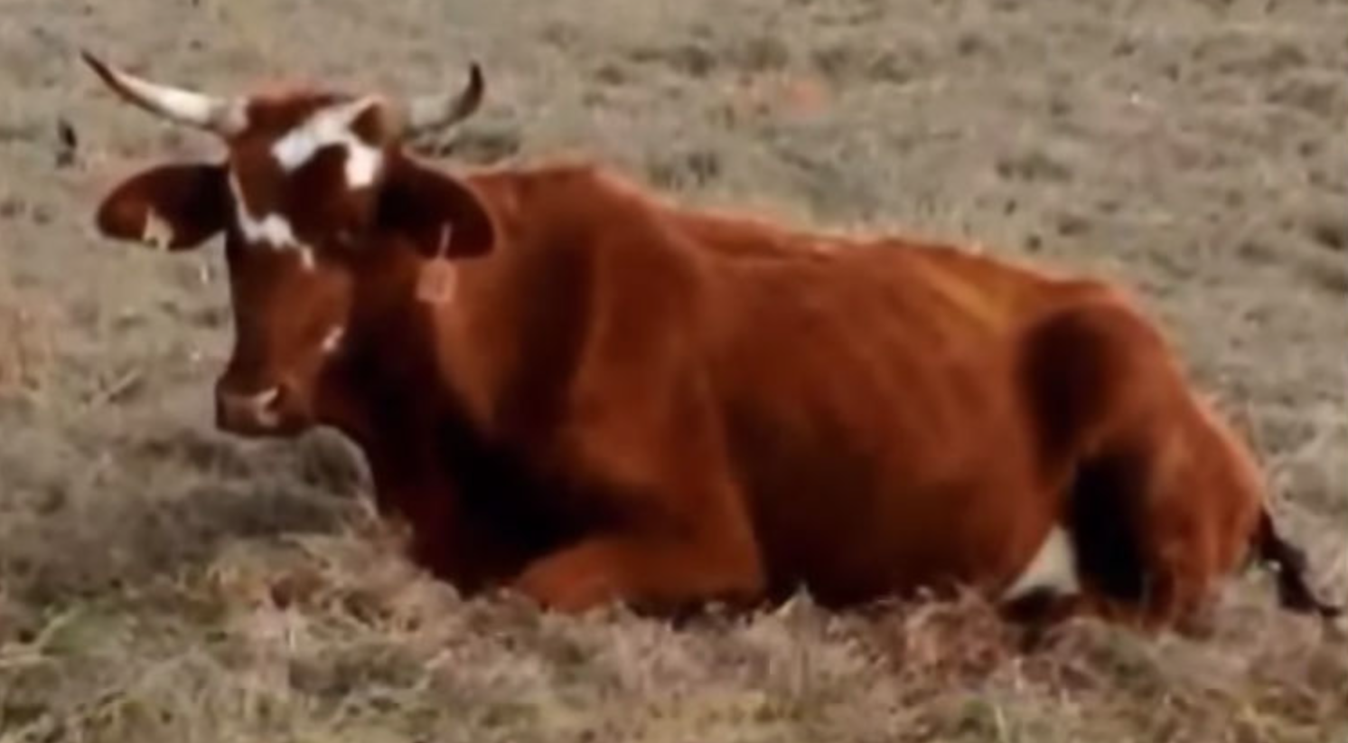 Cow Gives Birth To Something So Rare That It Only Happens 1 Time Out Of
