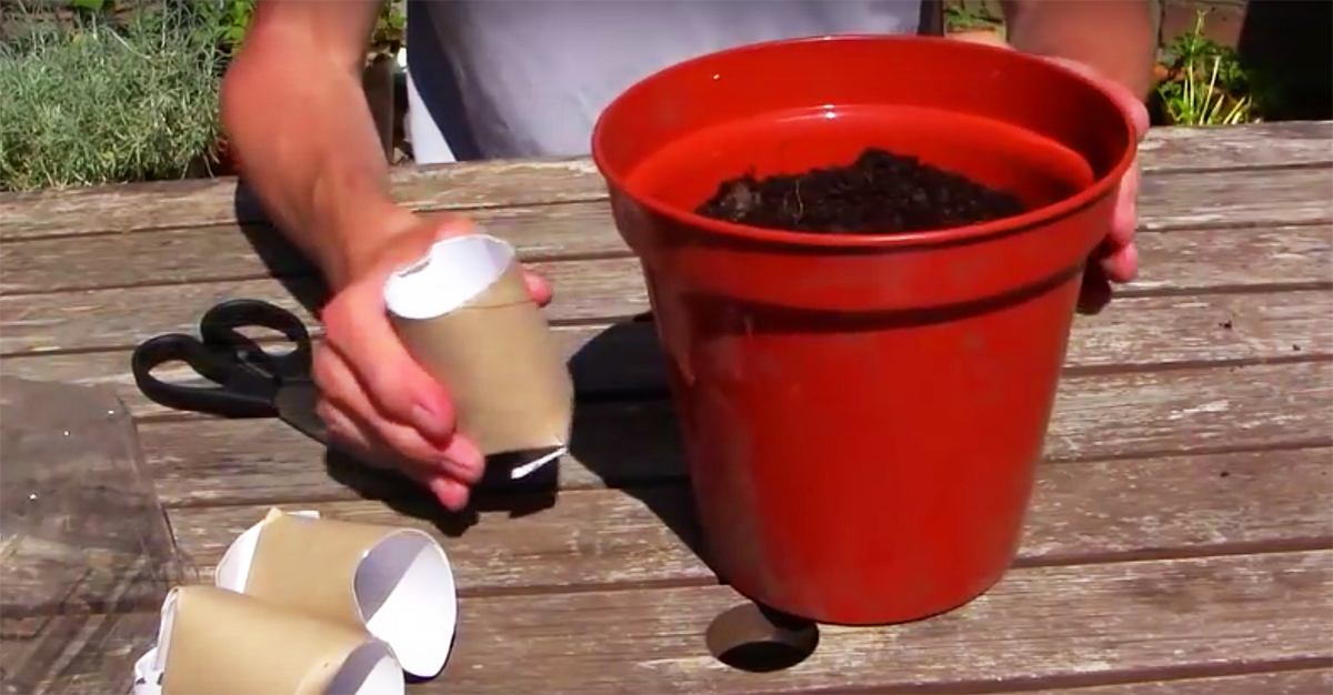 he places toilet paper rolls into a pot of soil for the toilet paper rolls in flower pots