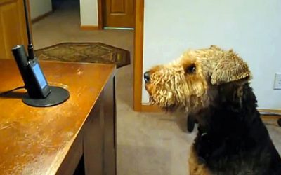 When He Missed His Mommy This Dog Called Her. What He Says Has Her Laughing Out Loud!