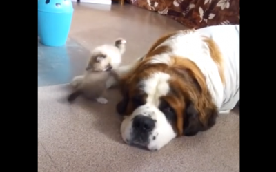 Tiny Kitten Sneaks Up On Huge St. Bernard For The First Time. The Dog’s Reaction Is Priceless!