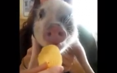 He Gives This Pig A Chip. After Watching Piggy’s Reaction I Can’t Stop Laughing!