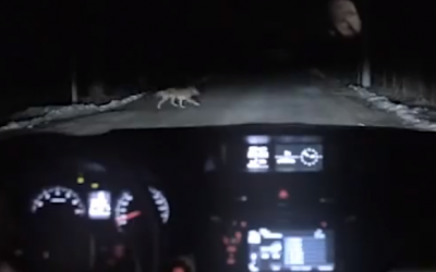 A Dog Crosses This Woman’s Path At Night.  What The Dashcam Caught Nobody Expected!