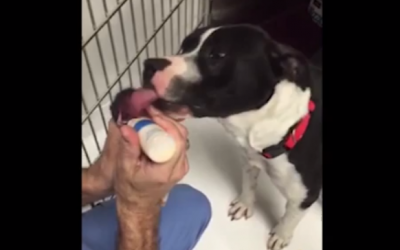 Abandoned Pit Bull Was Found Nursing A Newborn Kitten On The Road. Moments Later My Heart Melted