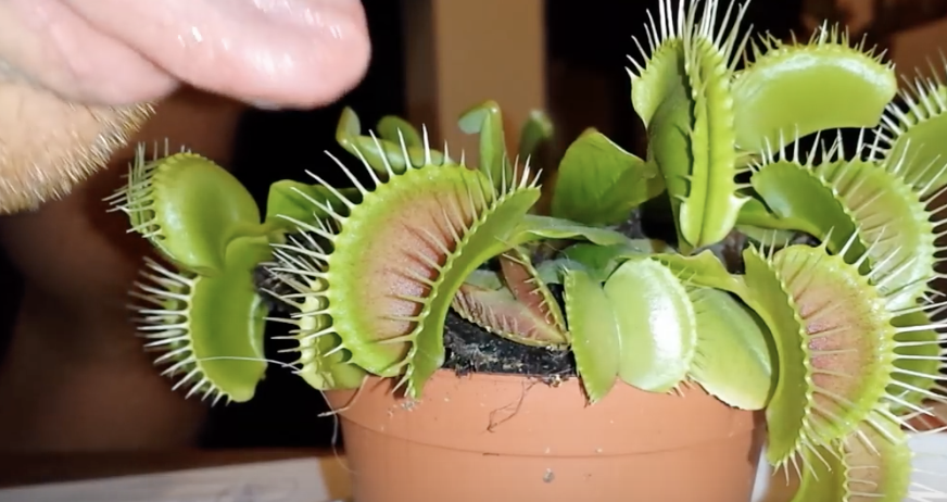 Plant video. Dionaea muscipula. Видео растения мухоеды. Дионея на прозрачном фоне. What if Venus Flytrap.