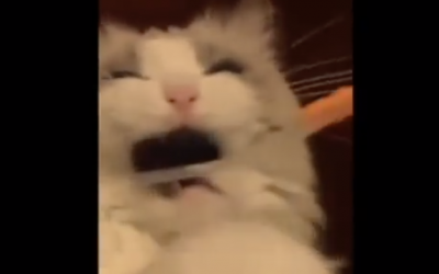 Video: Cat Gets His Teeth Brushed For The First Time. What The Camera Caught Is Hilarious!