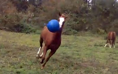 Nobody Believed Her When She Said Her Horse Does THIS. So She Caught It On Video!