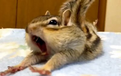 Nobody Believed Him When He Described His Chipmunks A.M. Ritual So He Got A Camera and Caught THIS