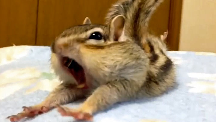 dramatic chipmunk dramatic chipmunk