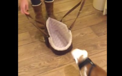 This Woman Takes Out Her Puppy Carrier Case. The English Bulldog’s Reaction Is Priceless!