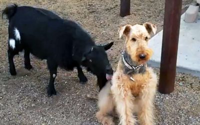 Video: This Funny Goat Licks A Dog. The Dog’s Reaction Is Priceless!