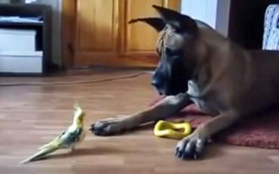 A ‘Scary’ Little Cockatiel Approaches A Huge Great Dane. The Giant Dog’s Reaction Is Hysterical!