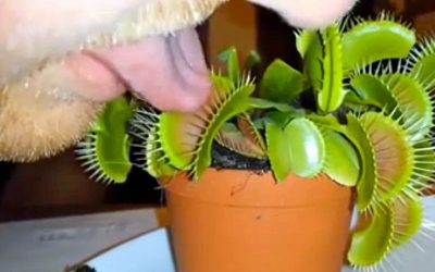 He Sticks His Tongue In a Venus Flytrap.  Seconds Later He Realizes He Made a Big Mistake!