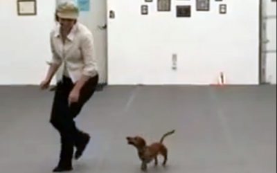 Woman Steps Onto The Floor With An Incredible Routine.  But Her Dog Totally Steals The Show.