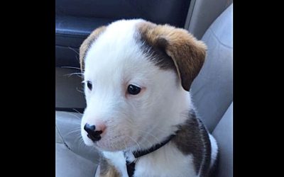 This Puppy Can’t Figure Out Where His Hiccups Are Coming From. His Reaction Is PRICELESS!