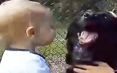 Baby Was Too Young To Tell His Parents The Babysitter Was Hurting Him. So His Dog Decided To Do THIS