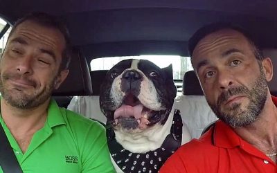 They Ask Their Dog To Speak Multiple Languages. His Response Is PRICELESS!