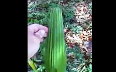 This Guy Was Hiking In The Woods And Decided To Touch This Plant.The Result Has Him Screaming!