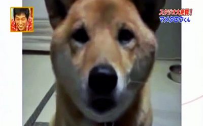 Video: Woman Asks Her Pup Not To Bark So Loud. What He Does Next Is ADORABLE!