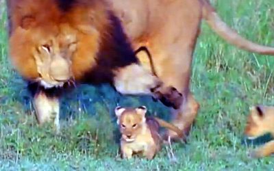 Mom Introduces The Baby Lions To The Pride Now Watch What The Giant Male Lion Does.