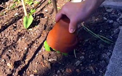Video: This Guy Places A Pot Upside Down Over This Plant. The Reason Is BRILLIANT!
