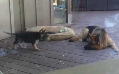 This German Shepherd Puppy Wants To Play His With Mommy. Mom’s Reaction Is Hilarious!