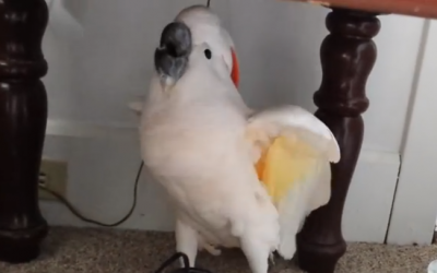 They Told Their Cockatoo He Had To Go The Vet.  His Tantrum Is The Best Thing Ever.