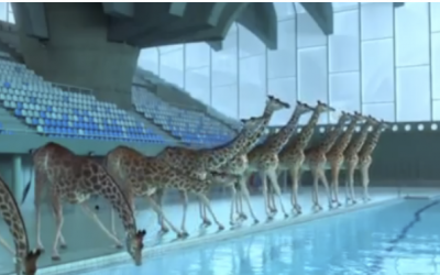This Video Is Going To Blow Your Mind. Just Watch When The Giraffes Do THIS