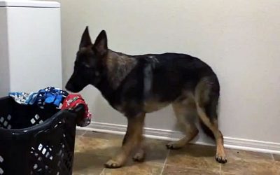 No One Believed Her When She Told Them About Her Dog’s Laundry Room Ritual. So She Caught THIS