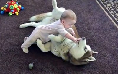 Baby Tries To Cuddle With This Husky. The Dog’s Reaction Is Totally Unexpected!