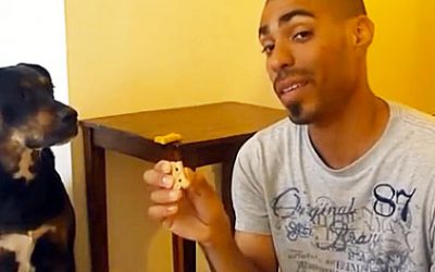 This Guy Trusts His Pup But When He Turns Around? The Dog Pulls Off A Hysterical Trick On Her Human