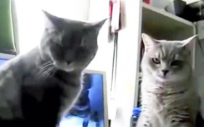 Nobody Believed Her When She Described Her Cat’s Nightly Ritual.  So She Captured THIS