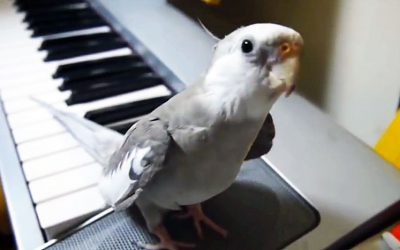 When He Starts Playing Piano The Cockatiel Opens His Beak And Does THIS!