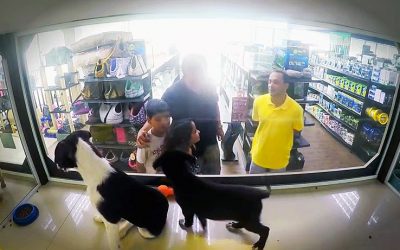 This Pet Store Secretly Swaps All The Pets With Rescues. Now Watch How The Shoppers React!