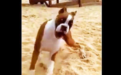 This Boxer Comes Across A Lemon On The Beach. When He Tastes It His Human Loses It!