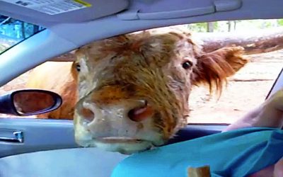 The Humans In This Car Feed This Cow A Pickle. How He Reacts I Can’t Stop Laughing!