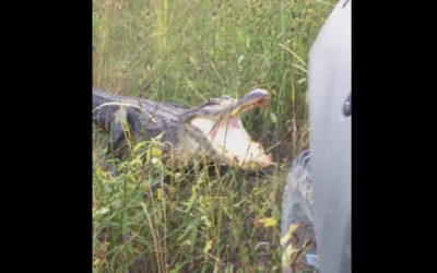 WATCH: This Guy Threatens An Alligator Then Gets Some Instant Karma!