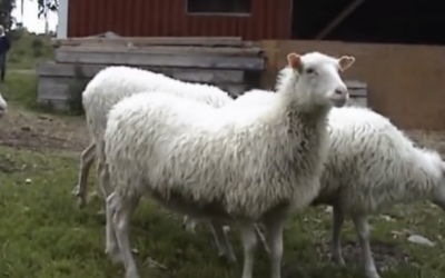 When I Realized What Type Of Animal Was Herding These Sheep I Could Not Stop Laughing!